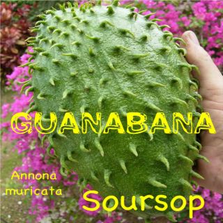 SOURSOP 3 LIVE PLANTS Annona muricata Tropical Fruit Tree Guanabana 4 