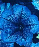 Annual Celebrity Blue Ice Petunia Seeds Blue Veined