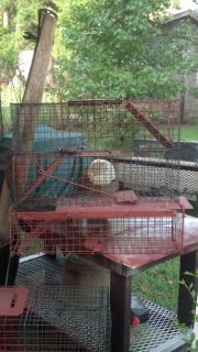 Six Live Animal Traps Cages 3 Small and 3 Large Great Deal