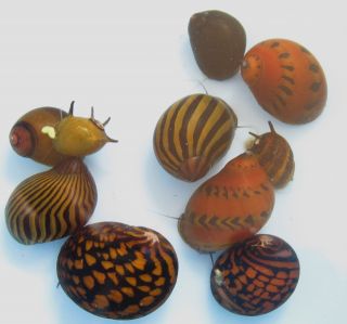   Tiger and 2 Nerites Snails Free Shipping for Freshwater Aquarium