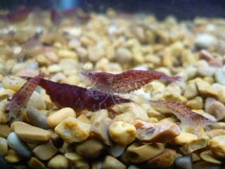 12 LIVE RED CHERRY SHRIMP Freshwater fish tank aquarium pets