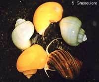 Mystery Apple Snails Live Aquarium Algae Eater Snail Pet Fish Tank 