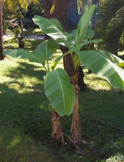Musa Basjoo Banana Trees Cold Hardy Yet Tropical