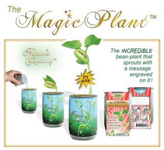 Magic Bean Plant I Love You Growing Kit Message Bean Message Plant 