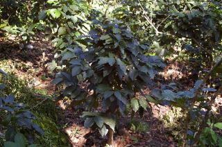 Blue Bell Mountain Green Coffee Beans 10 Pound New 2012 Harvest Now 