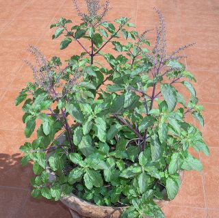 Heirloom Holy Basil Herb   aka Tulsi Basil  Tasty   100+ Seeds
