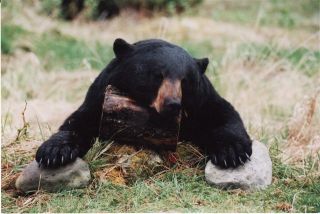 spring black bear specials starting end of may 12 end