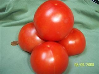 Bush Beefsteak Tomato Real Tasty Seeds V0018
