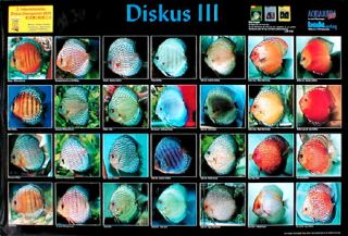 Aquarium Fish Posters Your Choice 20 Out of 64 Koi Arowana Discus 
