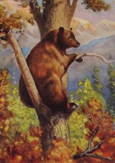   Fox Calendar Sittin Pretty Brown Bear Mountain Landscape