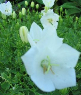 Bellflower White Clips Campanula Carpatica Seeds New