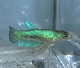 Halfmoon Female Betta Live Freshwater Aquarium Fish