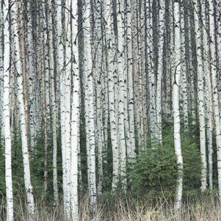 Three Whitespire Birch Trees Fast Growing
