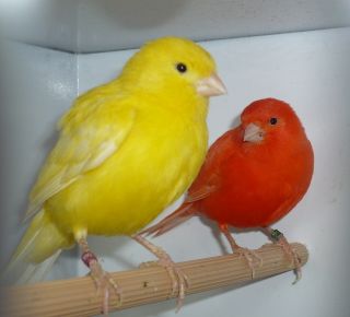 Super Bird Melody Song Canary Training CD My Best Bird