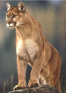 Guided Mountain Lion Hunts Big Bend Area West Texas Private Ranches 