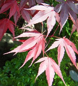 Red Bloodgood Japanese Maple Tree 25 Seeds Great Bonsai Fall 