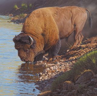   Smith LAMAR LIBATIONS giclee canvas, Bison, Buffalo, Yellowstone #7/50