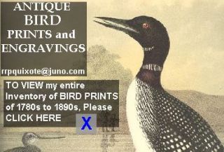 Jay Bird Finch Bird Birds Color Lithograph RARE Print