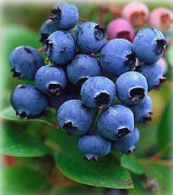   The Blues Blueberry Plants  One Plant Fresh Fruit