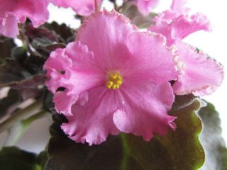   or other countries african violet plant rebel s strawberry bites