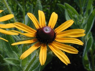 Lot 20 Black Eyed Susan Rudbeckia Butterflys Wildflower Live Bare Root 