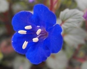   BLUEBELL FLOWER SEEDS  50 FRESH SEEDS BLUE BELL