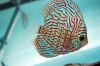 Live Discus Fish 3 5 Blue Snakeskin 24 Hour Live GUARANTEE