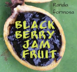 BLACKBERRY JAM FRUIT Randia Formosa RARE FRUIT Tree Jasmin de Rosa 