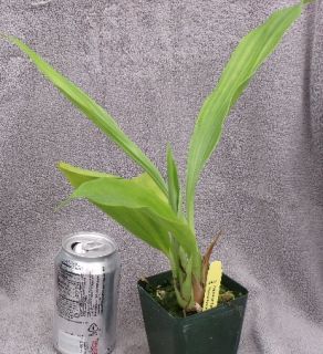 ZYGONISIA CYNOSURE BLUE BIRD ORCHID PLANT WITH 2 FLOWER SPIKES