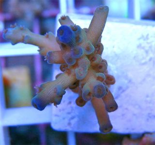 Blueberry Bottle Brush Acropora Live Coral WYSIWYG