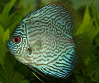 Magnet Image of Blue Discus Fish Brown Turquoise Red Eyes
