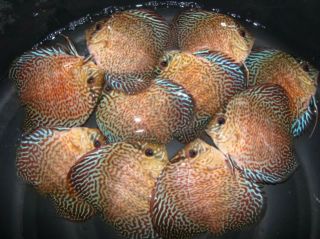 Discus Live Tropical Fish Canada Wide Shipping Available