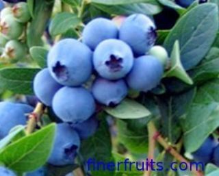Elliot Blueberry Large Size 2 3 Year Old Plants Sale Below Wholesale 