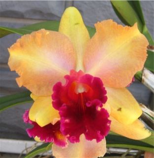 Pink Sherbert cattleya orchid IN BUDDED SHEATH