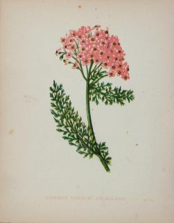 1898 Botanical Print Pink Yarrow Achillaea Millefolium   ORIGINAL
