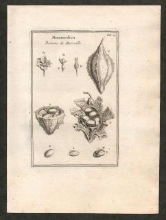 1700 Antique Botanical Print of Bitter Melon Fruit Seeds