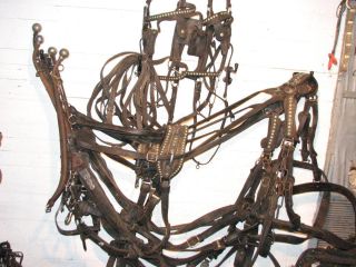 Draft Horse Team Harness With Lines Bridles
