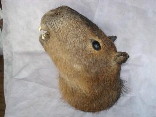 Real Capybara Head Mounted Taxidermy Stuffed Rodent