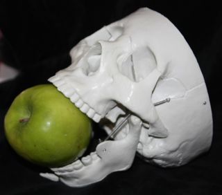 Life Size Bucky Human Skeleton Skull Gothic Halloween Party Prop 