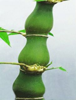 Live Buddha Belly Bambusa T Ventricosa Bamboo Potted Plant Great for 