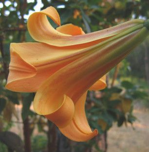   TALL AFRICAN QUEEN LILY BULB PERENNIAL PLANT FRAGRANT TRUMPET FLOWERS