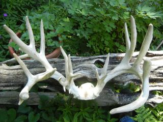Whitetail Rack, Shed, Antlers, Non typical Score 215 * YOU BETTER 