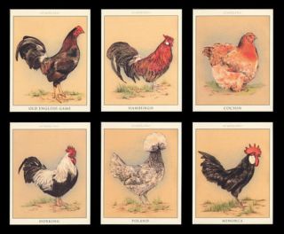 Poultry Dorking Minorca Cochin Hamburgh Art Trade Cards
