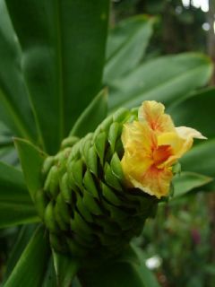 BLACK BUDDHA BELLY GINGER~ Bamboo Stems Costus guanaiensis v tarmicus 