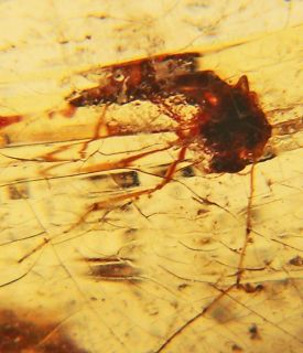 Gem Golden AMBER Stalactite+Bugs Bugs BUGS Madag