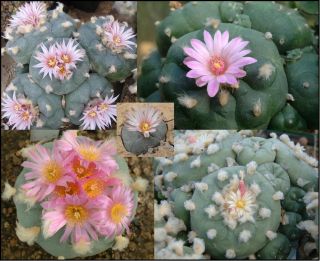  1000 Lophophora cacti Cactus Seeds Mix