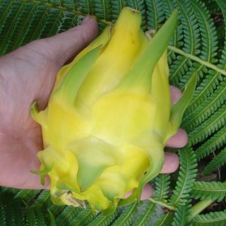   Golden Dragon Fruit Pitaya Cactus Vine Yellow Skin White Flesh