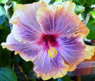 Hibiscus SP `Gabriel` Tropical Cajun Plant 4 5 Pot