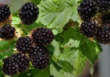 10 Rupus Rosa Blackberry Bushes 2 yr Old 12 16 in Tall