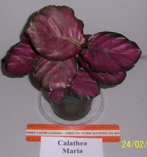 Calathea Maria Prayer Plant Live Plant 4 inch Pot